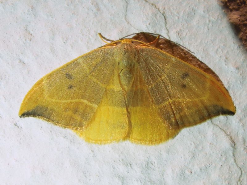 Watsonalla binaria, Drepanidae